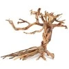 Norimpex Skęstantis bonsai medelis Nr. 14 40x30