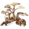 Norimpex Skęstantis bonsai medelis Nr. 59 70x50