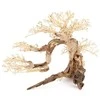 Norimpex Skęstantis bonsai medelis Nr. 63 80x50