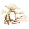 Norimpex Skęstantis bonsai medelis Nr. 63 80x50
