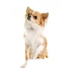 Šunų maistas - Oasy One Animal Protein Adult Small/Mini antiena 2.5kg