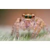 Objektyvas Venus Optics Laowa 25 mm f/2.8 Ultra Macro lens for Leica L