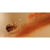 Objektyvas Laowa Sword 25 mm T2,9 1x Macro Cine, skirtas Arri PL