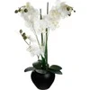 Orchidėja „Atmosphera“ juodame vazone, 53 cm