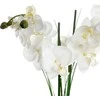 Orchidėja „Atmosphera“ juodame vazone, 53 cm