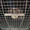 Panama Pet 1,8 l talpos dubuo paukščiams su užspaudimo rankena