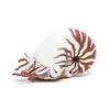 Papo Nautilus kriauklė