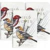 Field Notes Pastabos Šiaurės Amerikos paukščiai ir medžiai