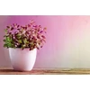 Paulmann LED Plant GU10 pro-growth šviesos šaltinis 3,5W 95lm 1100K 230V stiklas