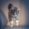 Maisto produktai - OptiVital Sterile Wet Cat Food with Veal in Gravy 415g