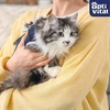 Maisto produktai - OptiVital Sterile Wet Cat Food with Veal in Gravy 415g