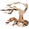 Prism Skęstantis bonsai medelis Nr. 24 20x15