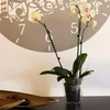 Prosperplast Vazonas orchidėjai COUBI TRANSPAREN