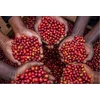 Qualia Caffe Skrudinta kava MUHABURA One & Only Filter 200g - Specialty Competition