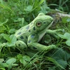 Rappa Eco-Friendly Pliušinis žaislas - varlė, 19 cm