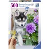 Ravensburger Dėlionė 500 vnt. - Šuniukas haskis