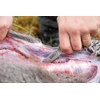 Real Steel „Casstrm Hunters Combo Oranžinis G10“ peilių rinkinys
