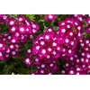 Saphir Fruits Verbena Flowers EDT tualetinis vanduo moterims, 100 ml