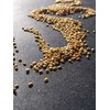 Jolanta Pepper PNOS Vegetable Seeds, 0.5g Package