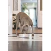 Sourcing BOWL FOR DOGS MEIS CREAM 700ML
