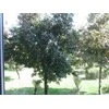 SunnyLife CPL Poliarizacijos filtras Dji Mavic mini drone (SB5651)