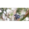 Teka Bird Skirtas garbanotiems plaukams Eugy. Eco* 3D dėlionė