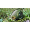 Teka Kakapo Eugy papūga Eco* 3D dėlionė