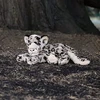 Teka Sniego leopardas