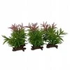 Terra Natura Crassula sukulentas, terariumo dekoracija, spalvų mišinys, 13x10,5x16 cm