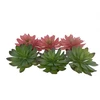 Terra Natura Sukulentas Echeveria 2, terariumo dekoracija, spalvų mišinys, 14x12,5x9,2 cm