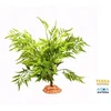 Terra Natura Terariumo dekoracija, dykumos augalas ant didelio pagrindo, 40 cm