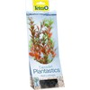 Tetra DecoArt Augalas Raudona Ludwigia M