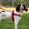 Oem Dog harness REFLECTIVE SILK dydis L red