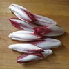 Toraf sėklos, cikorijų salotos, Palla Rosa, 3,5 g