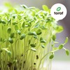 Toraf TORAF Rinkinys NASION SYMFONIA SMAKÓW - 12 OPAKOWAŃ