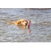 Trixie 33455, Dog, Aqua toy, Žalias, Pilkas, Baltas, Raudona, Thermoplastic Rubber (TPR), 260 mm, 1 pc(s)