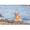 TRIXIE 33455, Dog, Aqua toy, Žalias, Pilkas, Baltas, Raudona, Thermoplastic Rubber (TPR), 260 mm, 1 pc(s)