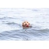 Trixie 33455, Dog, Aqua toy, Žalias, Pilkas, Baltas, Raudona, Thermoplastic Rubber (TPR), 260 mm, 1 pc(s)