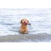 Trixie 33455, Dog, Aqua toy, Žalias, Pilkas, Baltas, Raudona, Thermoplastic Rubber (TPR), 260 mm, 1 pc(s)
