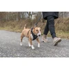 Trixie Aukščiausios kokybės „FlexMesh“ šunų petnešos, juodos, M: 58–80 cm / 20 mm, tinka mopsams ir buldogams