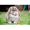 Trixie Siana balta su kwiatami dla królików/gryzoni 500g