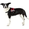Trixie Julius- K9 sudpenders, mini / S: 40-53 cm, raudona