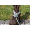 Trixie Premium FlexMesh petnešos, sage, M: 58–80 cm / 20 mm, tinka mopsams ir buldogams