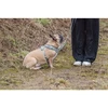 Trixie Premium FlexMesh petnešos, sage, M: 58–80 cm / 20 mm, tinka mopsams ir buldogams