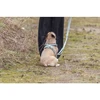 Trixie Premium FlexMesh petnešos, sage, M: 58–80 cm / 20 mm, tinka mopsams ir buldogams