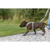 Trixie Premium FlexMesh petnešos, sage, M: 58–80 cm / 20 mm, tinka mopsams ir buldogams