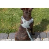 Trixie Premium FlexMesh šunų petnešos, šalavijų spalvos, S–M: 48–69 cm / 20 mm, tinka mopsams ir buldogams