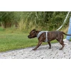 Trixie Premium FlexMesh šunų petnešos, šalavijų spalvos, S–M: 48–69 cm / 20 mm, tinka mopsams ir buldogams
