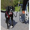 Trixie
