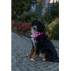 Trixie Šviečiantis antkaklis USB, šunims, silikoninis, L-XL: 70 cm/30 mm, rožinis (TX-12677)